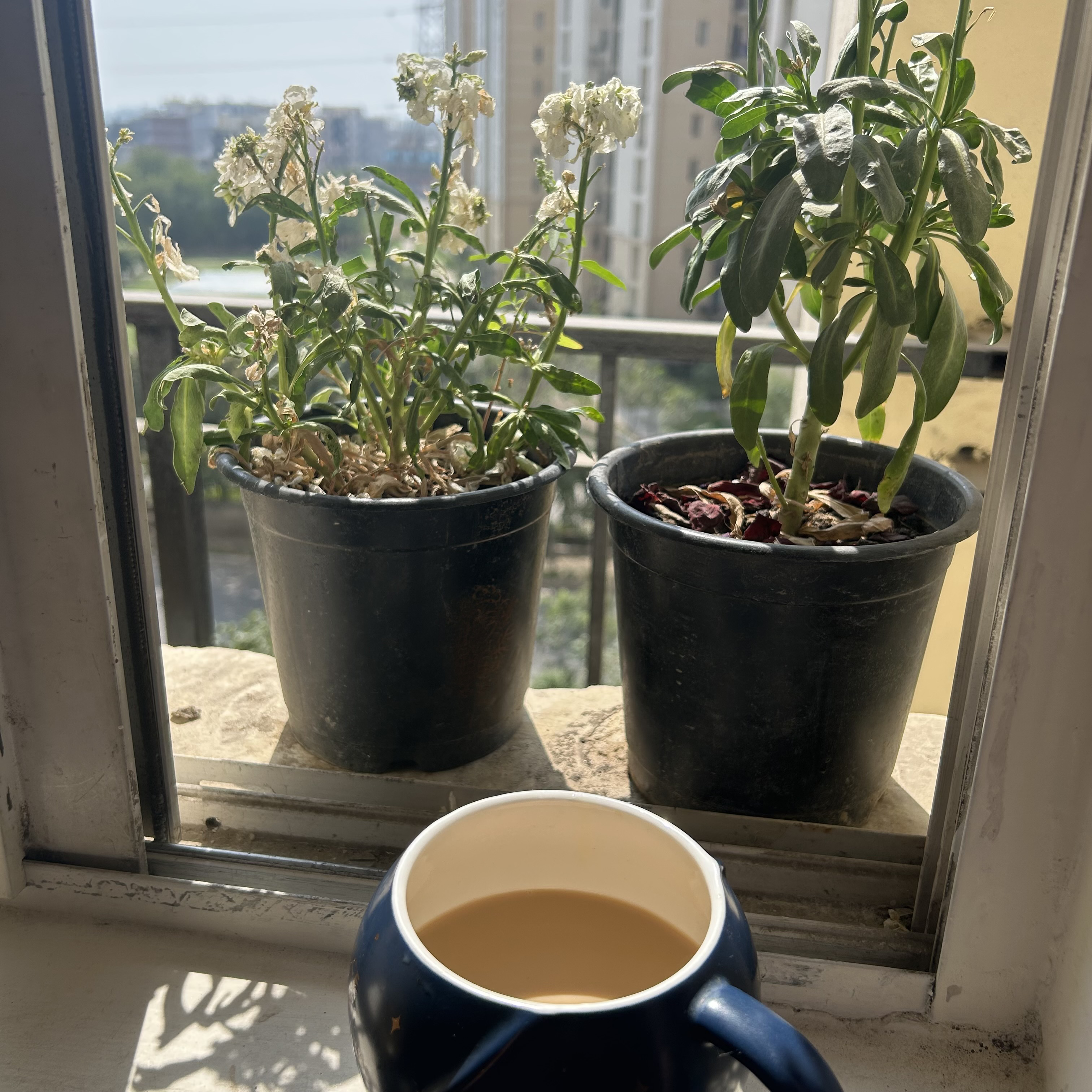 Sun, Plants & Coffee